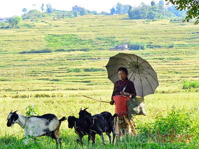 woman-walks-with-her-goats-