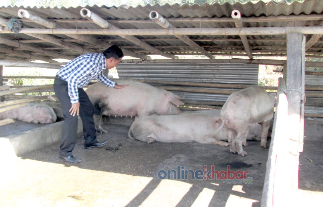 Bangur-8