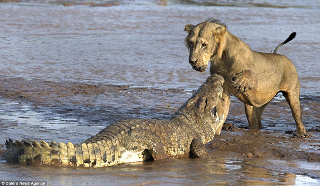 simha and corc 1