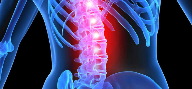 spinalcord