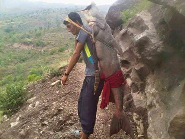 Big Fish At Tamor river (4)