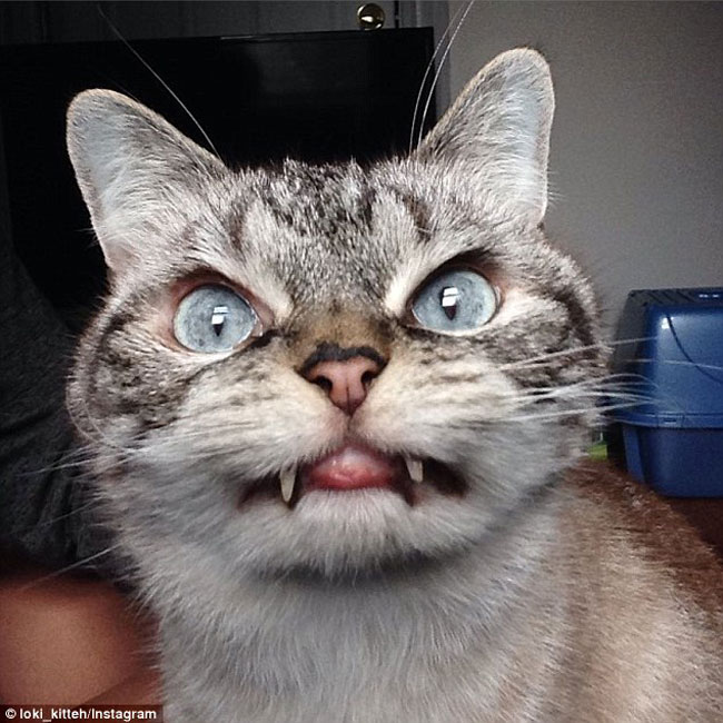 Ghost-Cat