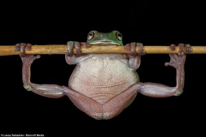 A green tree frog, photographed in Indonesia