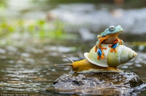 A tiny colourful frog,