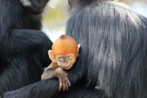 Francois’-Langur-Taronga-Zoo