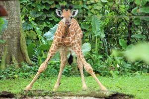 Giraffe-Singapore-Zoo