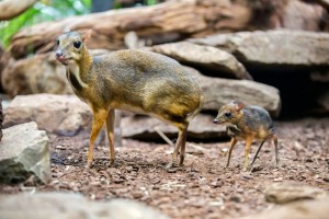 Java-Mouse-Deer-Natura-Artis-Madistra