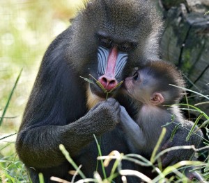 Madrill-Ramat-Gan-Safari-Park