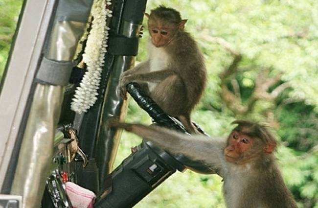 Monkey