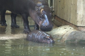 Pygmy-Hippo-Bristol-Zoo