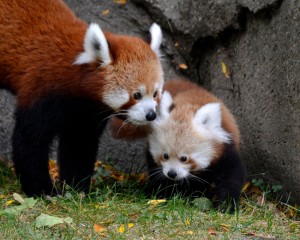 Red-Panda-Detroit-Zoo
