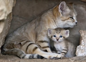 Sand-Cat-Ramat-Gan