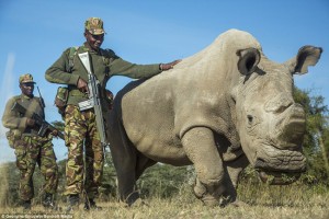 Sudan, the world's last remaining male white rhino