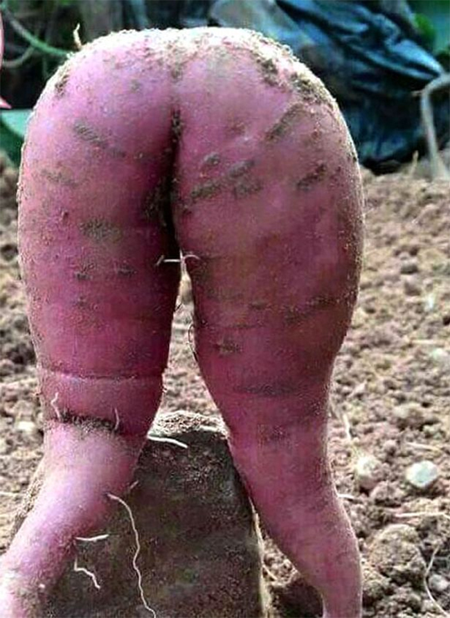 Sweet-Potato