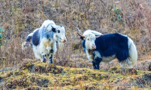 D3.22 Yaks at Deurali, on the way to Ghorepani