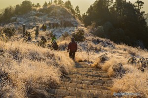 D4.51 On the way Poon Hill to ghorepani
