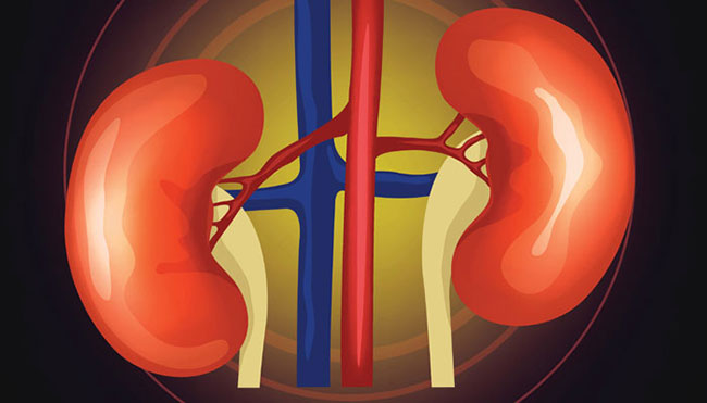 Kidney