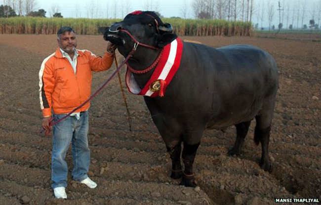 This is a half Buffalo 14 million, of which millions bikcha Pulling
