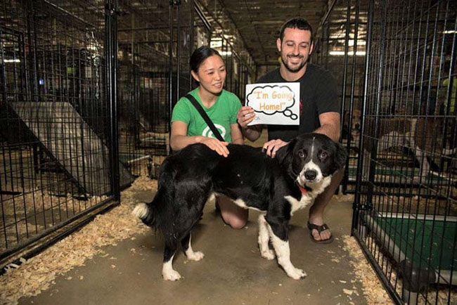 This remained the dog cat Fair (Photo Feature)