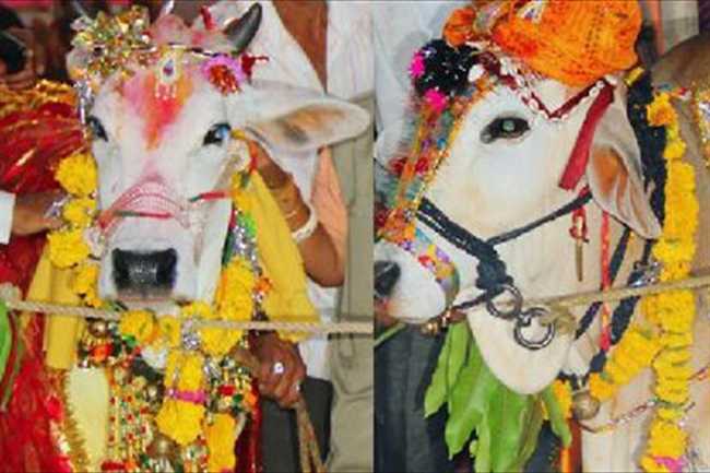 cow