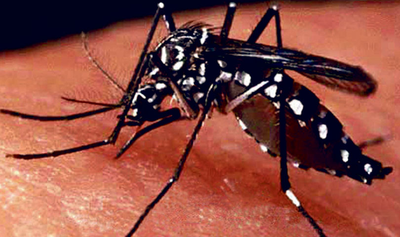 dengue