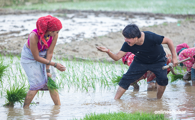 priyanka and deepak khet ropai  (10)