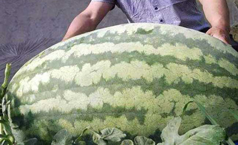 The world is the greatest kharabhuja, knowing tongue weight toknuhunecha