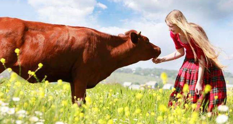 milk_cow