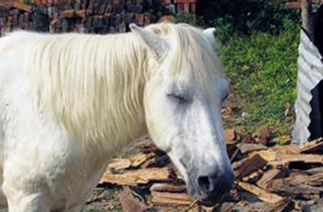 horse