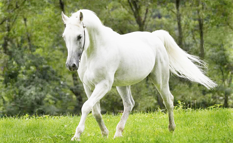 white horce