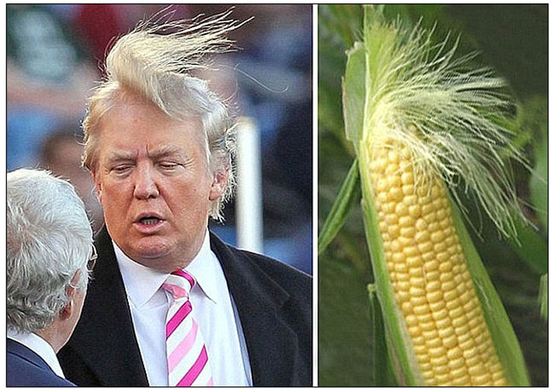 donald-trump-and-corn