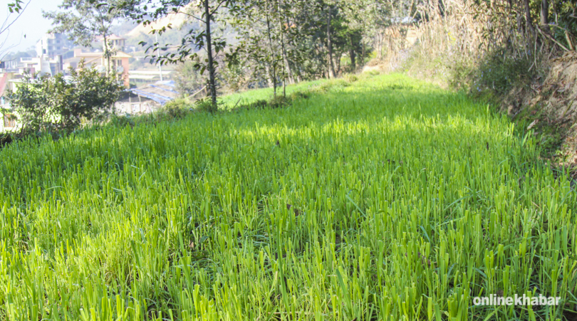 grass-for-rabit