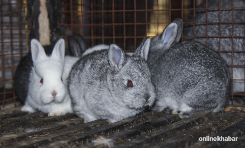 rabbit-1