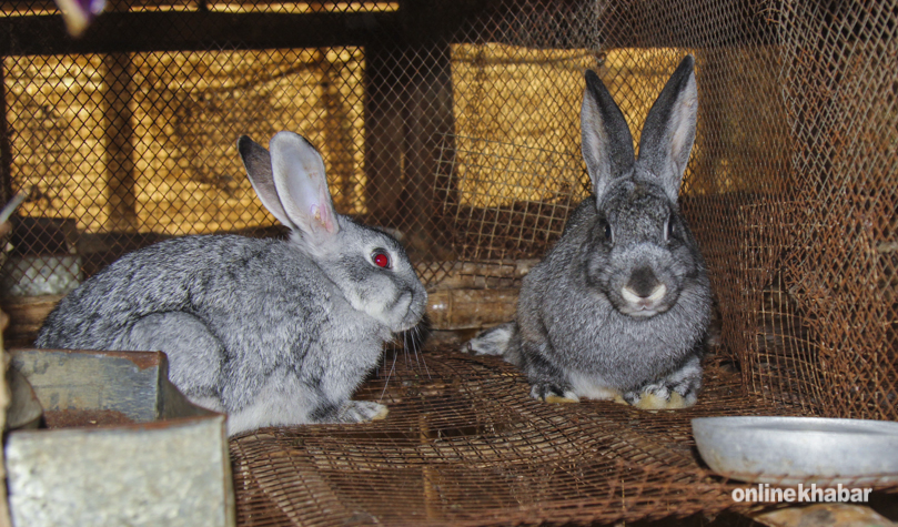 rabbit-2