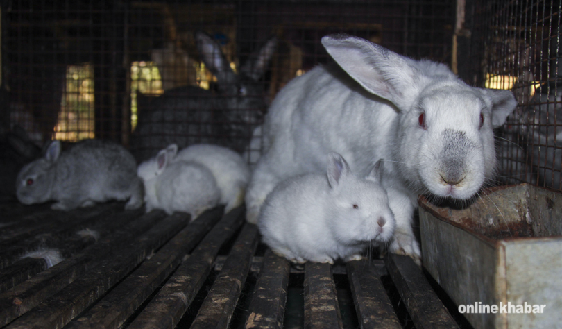 rabbit-3