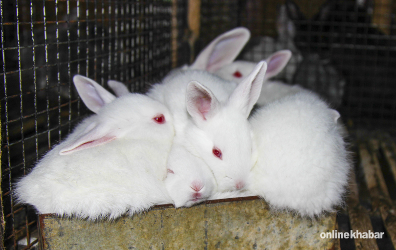 rabbit-4
