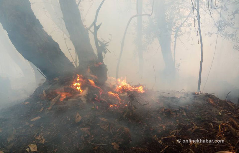 Fire destroys swathes of forest in Pathibhara region, desperate bid on to put out the flames