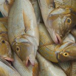 छडी माछा किलोमै ७० रुपैयाँ बढ्यो, यस्तो छ बजार मूल्य