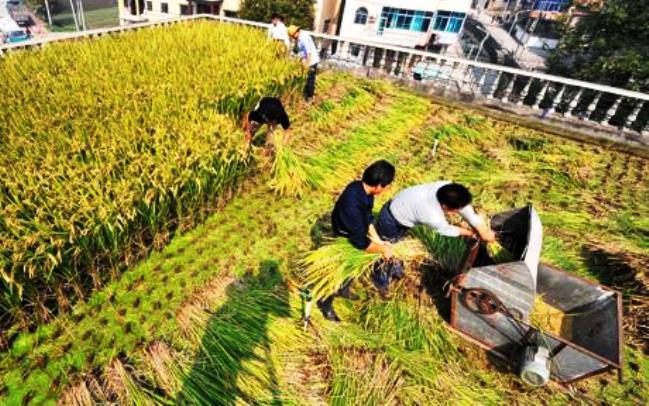 Chinese-man-grows-rice-on-roof