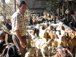 goat-sales-at-khadya-sanstha,-thapathali