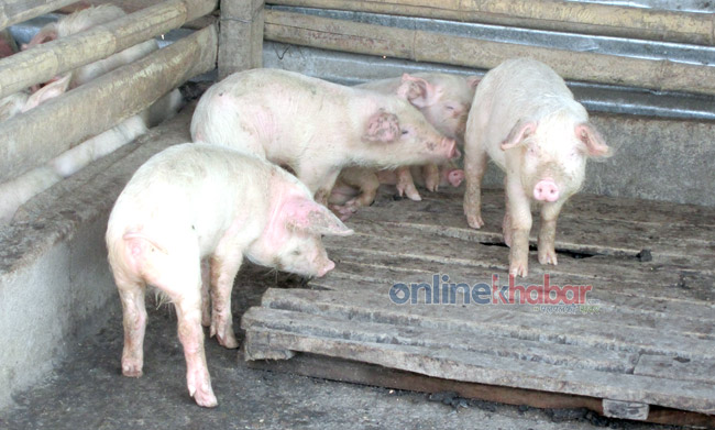 ‘अफ्रिकन स्वाइनफिभर’ले चितवनमा बंगुर मर्न थाले