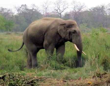 हात्तीको बथान भारत नफकिँदा झापाका बासिन्दा त्रासमा