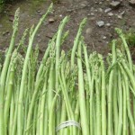 कुरिलोको भाउ ६७ रुपैयाँले घट्यो, किलोको कति ?