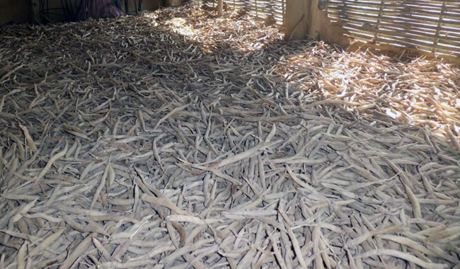 कुरिलोले उठ्न लाग्यो धिमालको घरबार