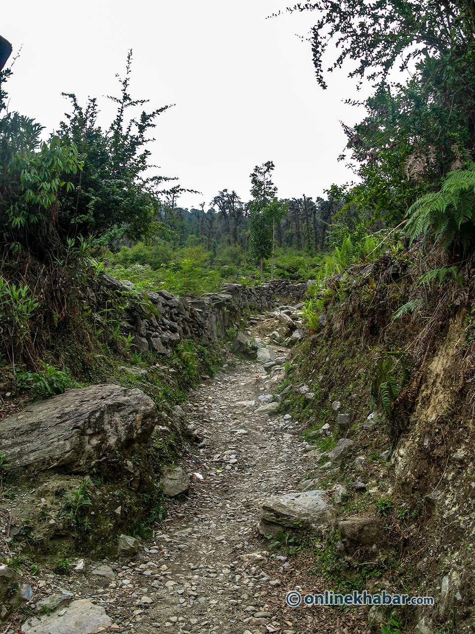 Gurila Trail (5)