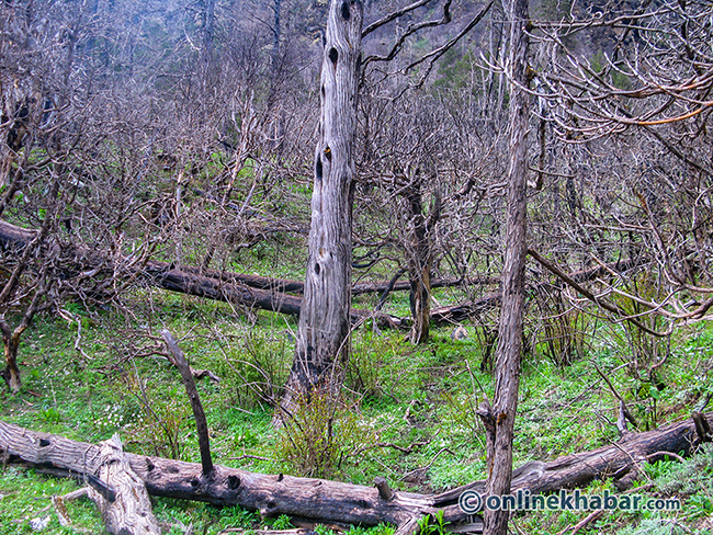 Gurila Trail_650 (1)