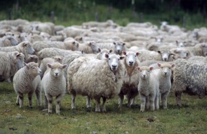 Flock of sheep, New Zealand, Pacific