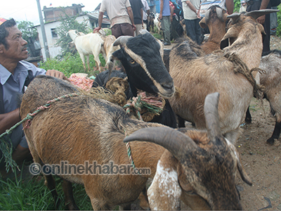 मासुजन्य व्यवसायमा साना किसान बैंकको करिब ३ अर्ब लगानी