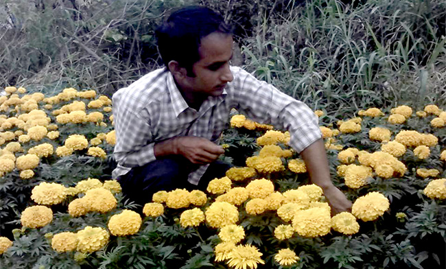 पुष्प खेतीबाट मनग्गे आम्दानी