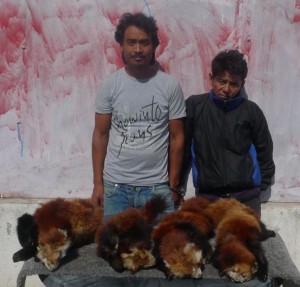 redpanda ko chhala sahit pakrau